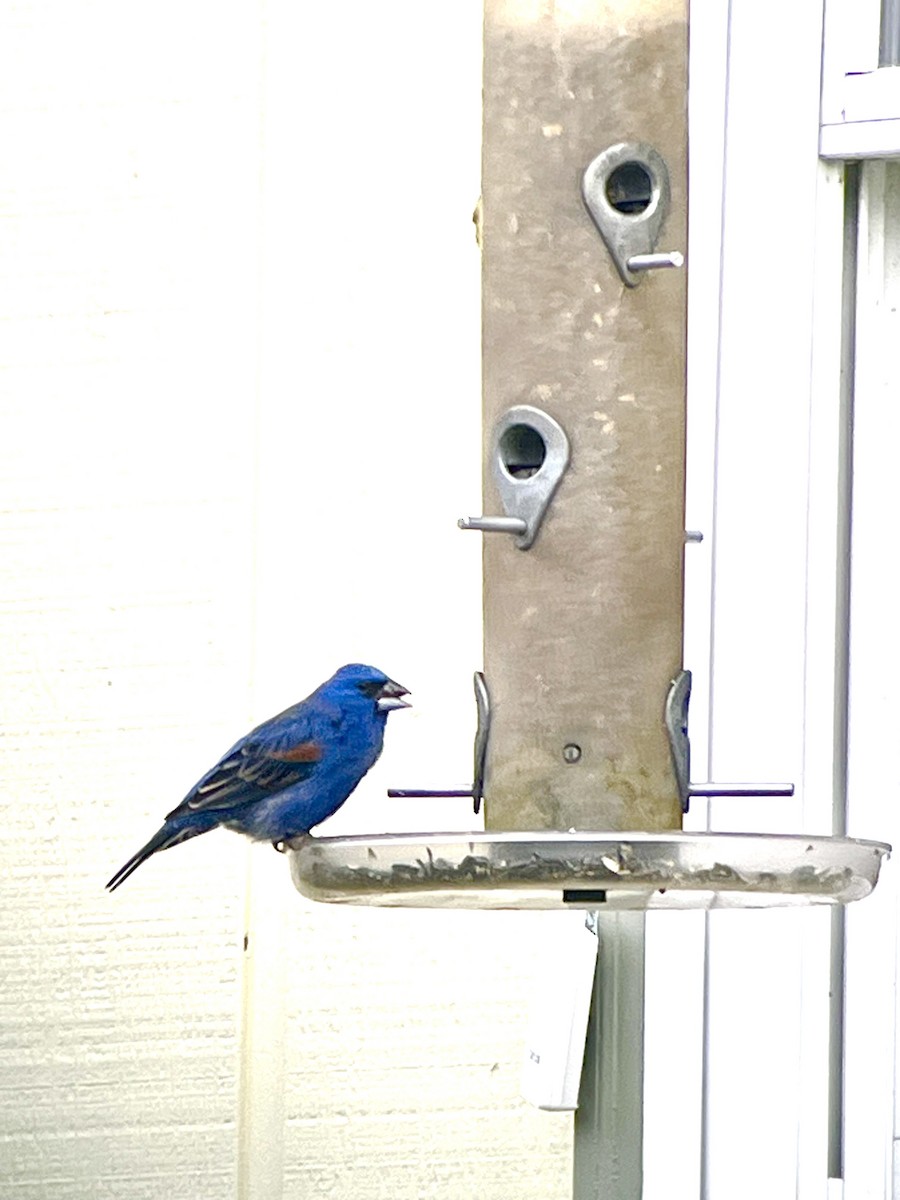 Blue Grosbeak - ML617844439