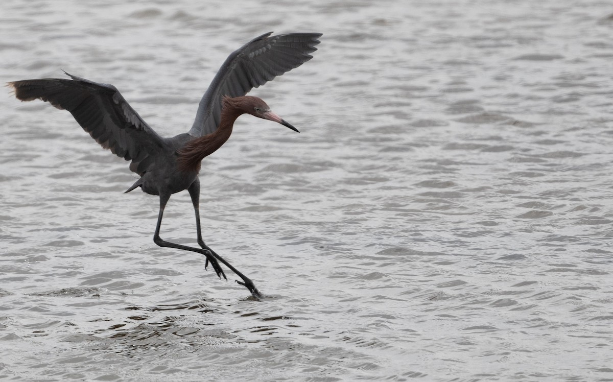 Reddish Egret - ML617844442