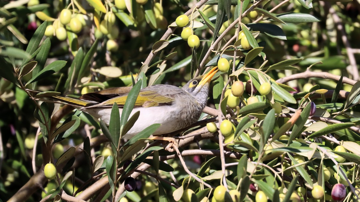 Yellow-throated Miner - ML617844458