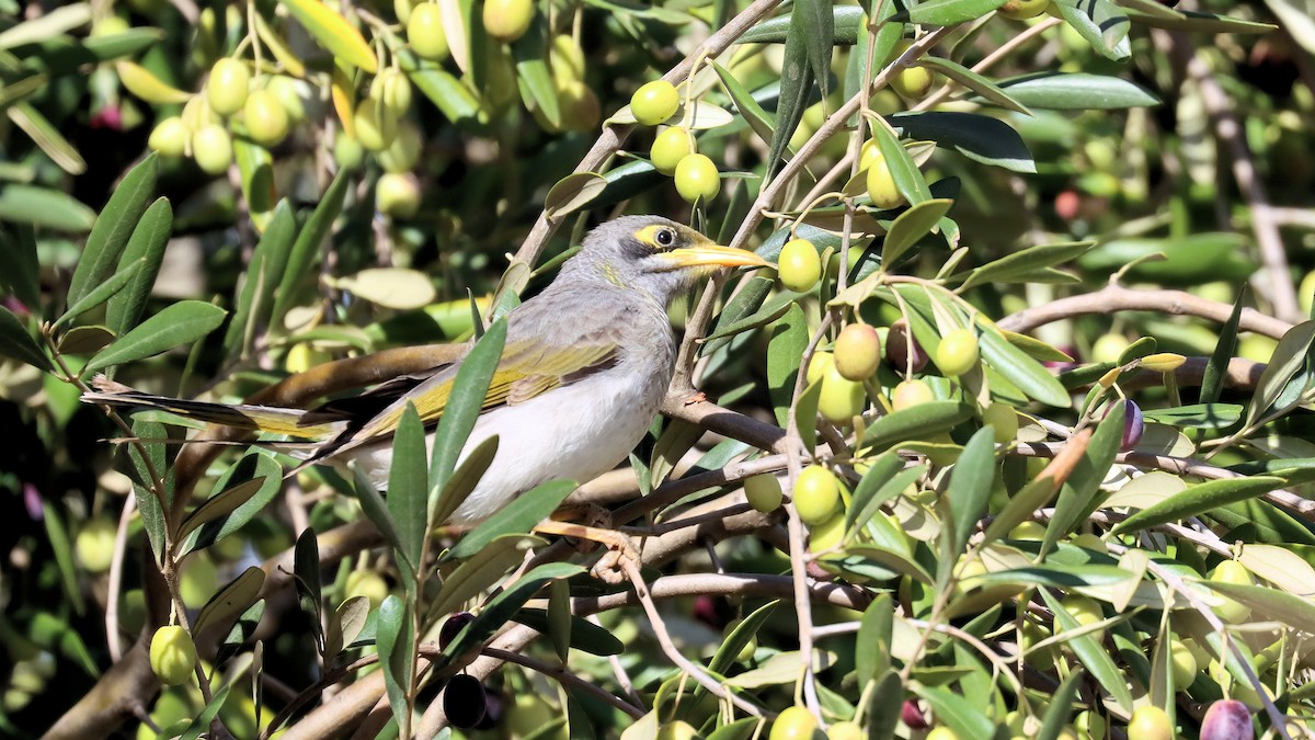 Yellow-throated Miner - ML617844459