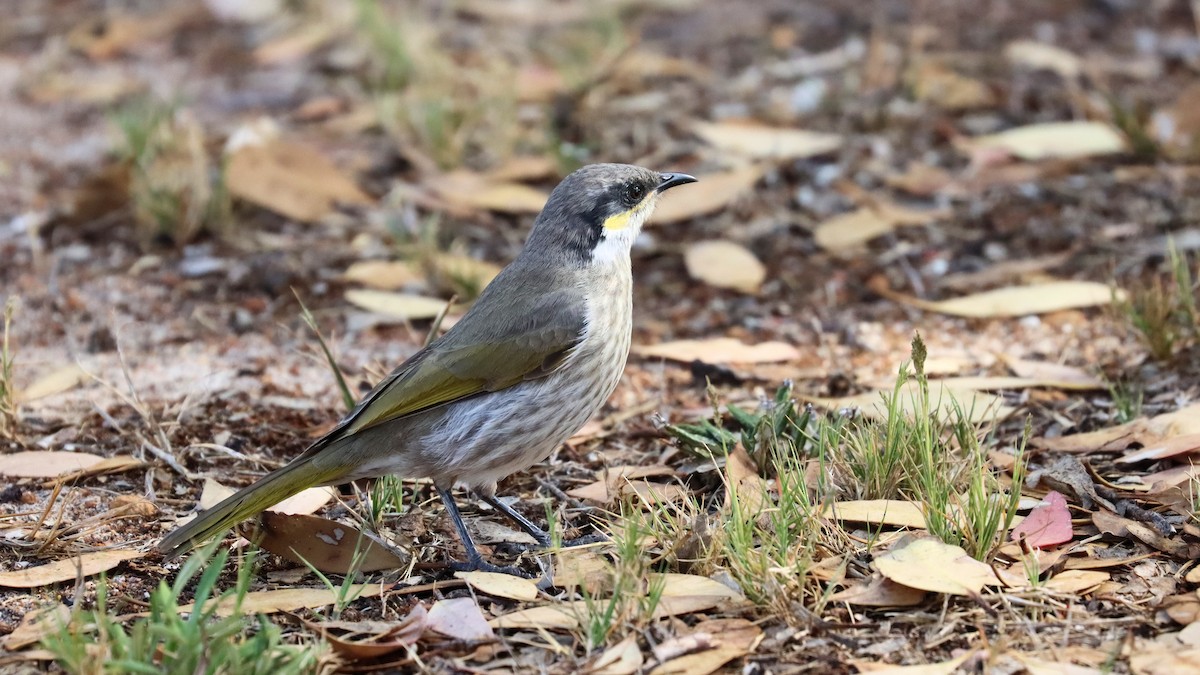 Singing Honeyeater - ML617844465