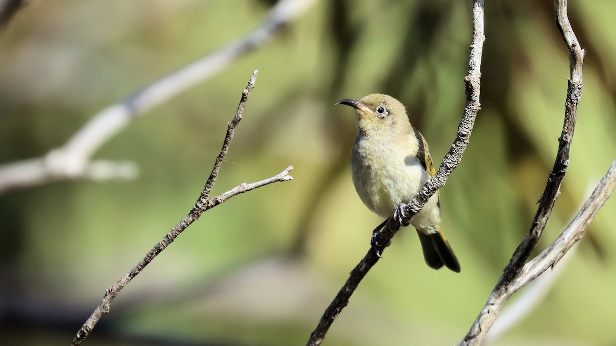 Brown Honeyeater - ML617844473