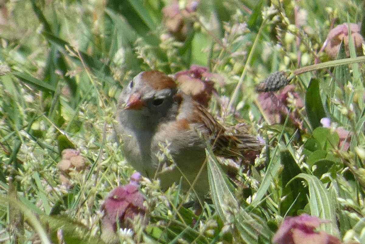 Field Sparrow - ML617844493