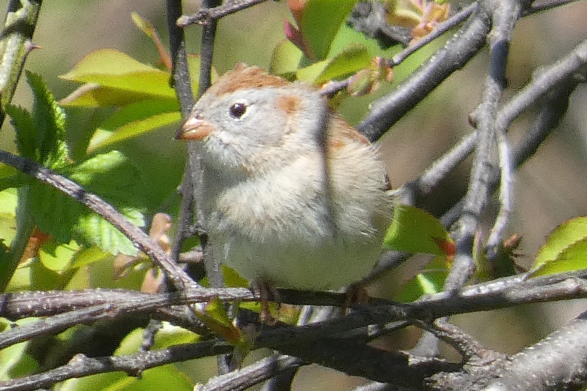 Field Sparrow - ML617844494