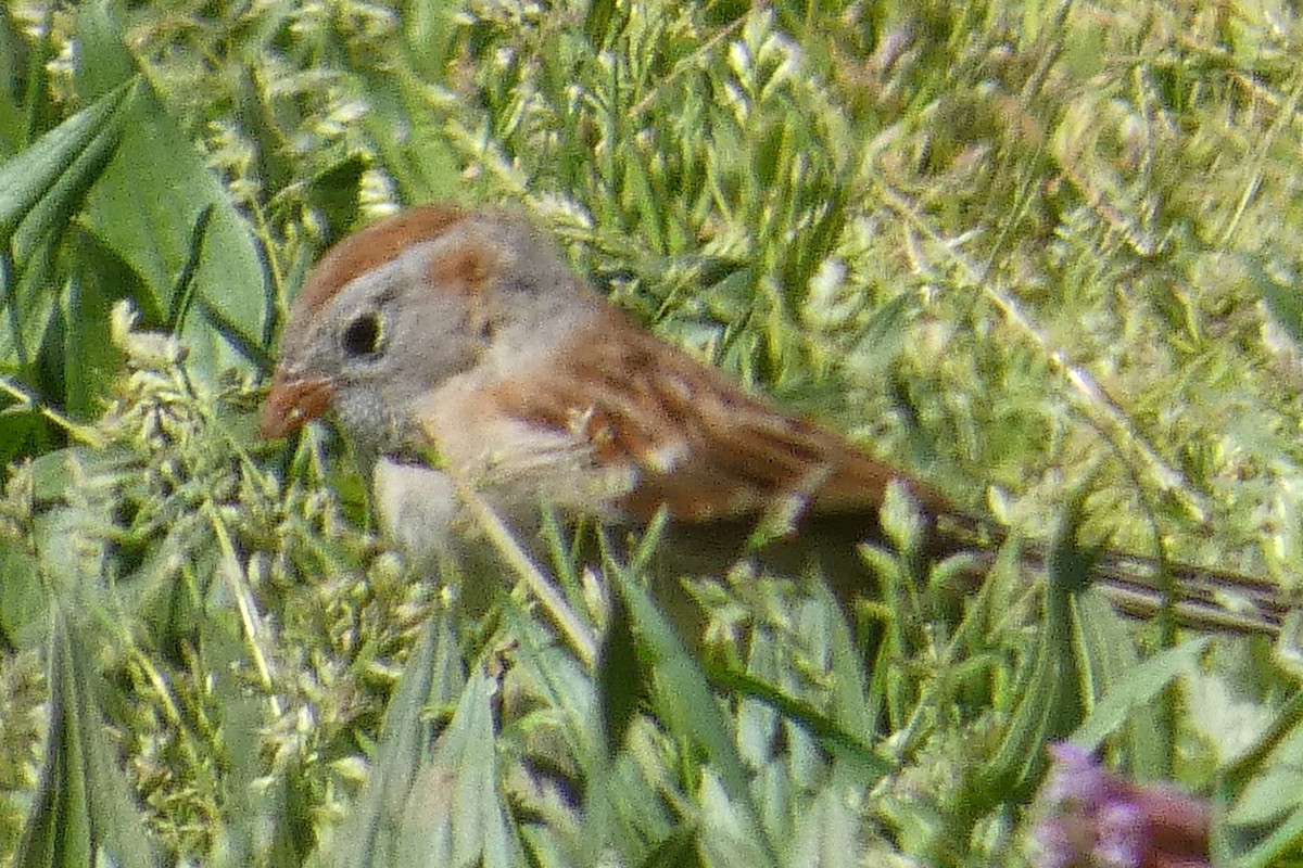 Field Sparrow - ML617844495