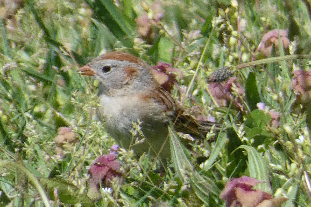 Field Sparrow - ML617844496