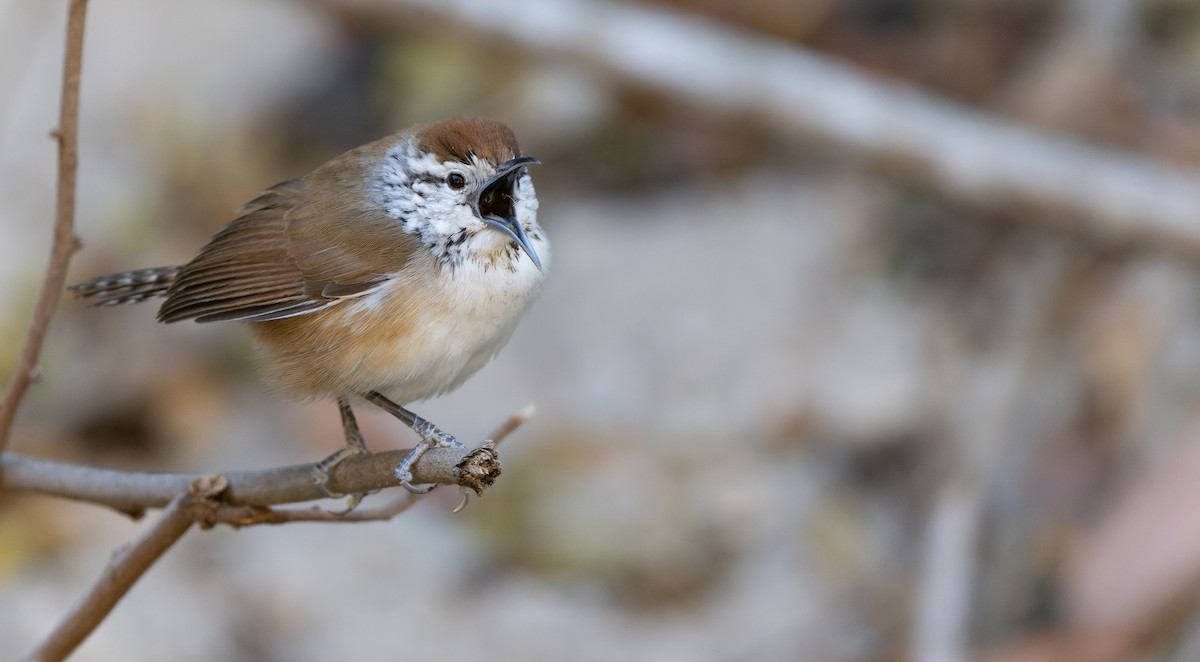 Happy Wren (Tres Marias Is.) - ML617844511