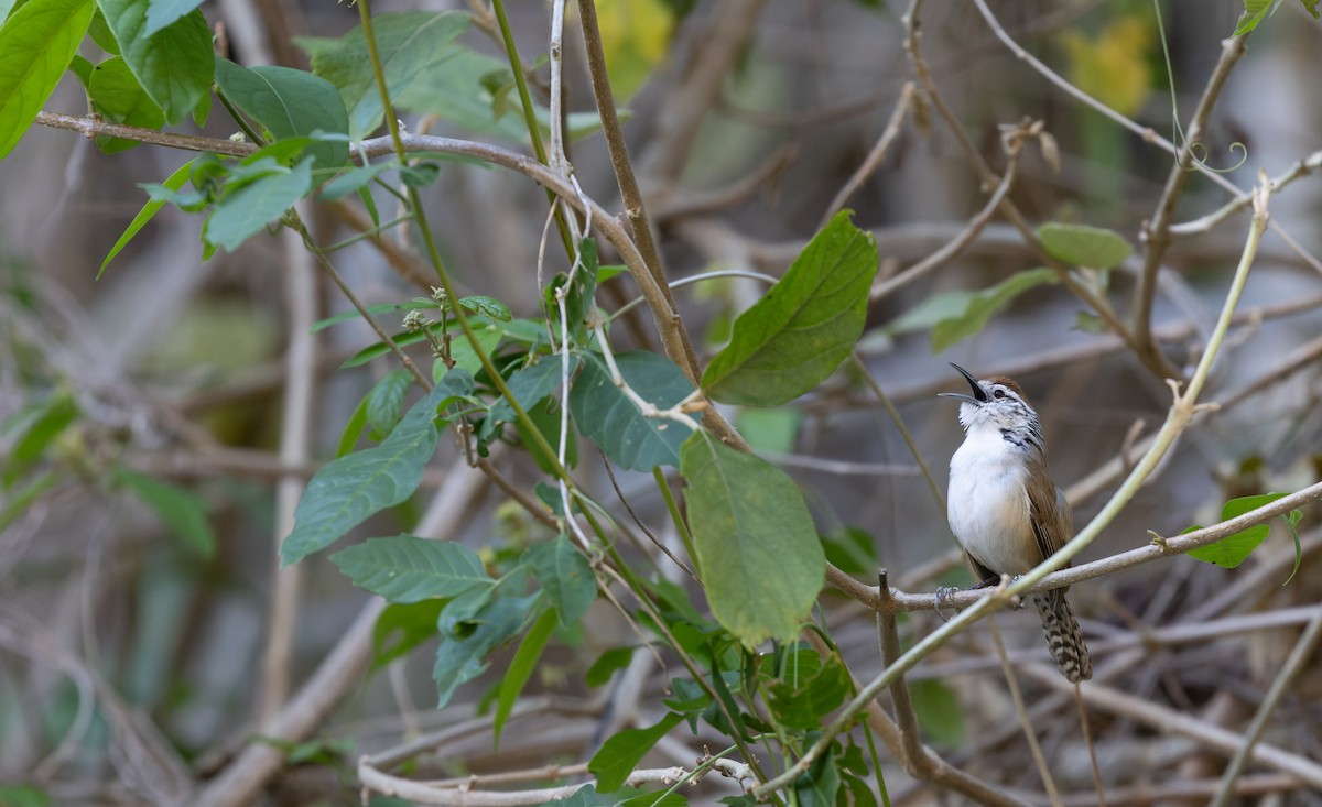 Happy Wren (Tres Marias Is.) - ML617844512