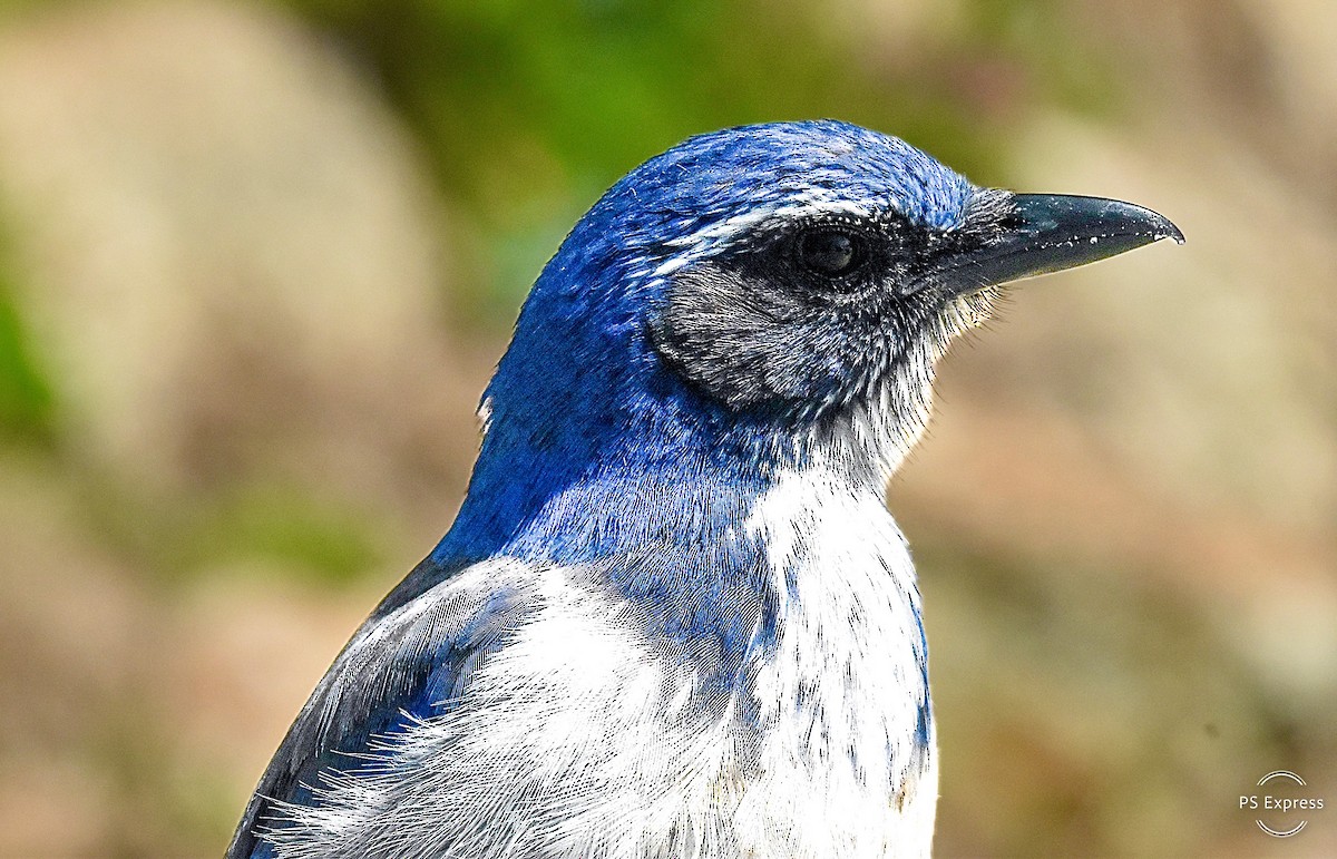 California Scrub-Jay - Michael Brower