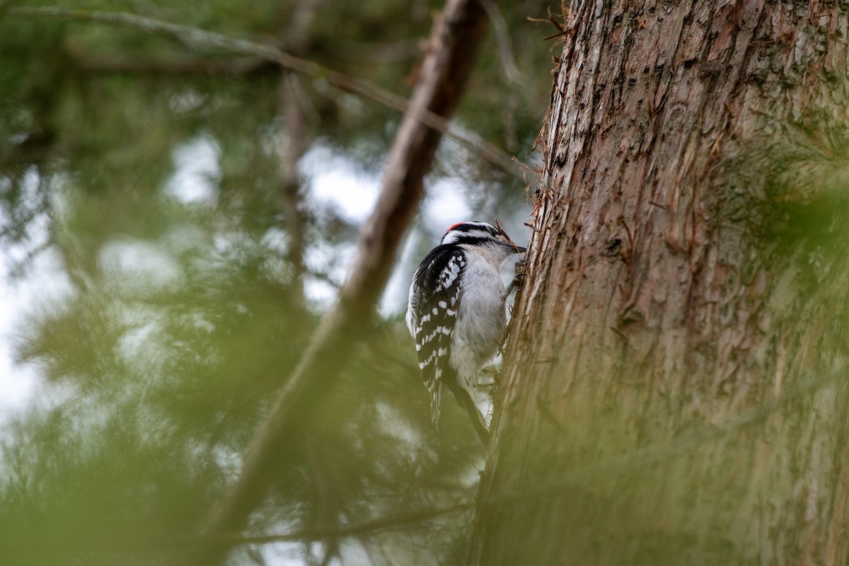 Downy Woodpecker - ML617844519