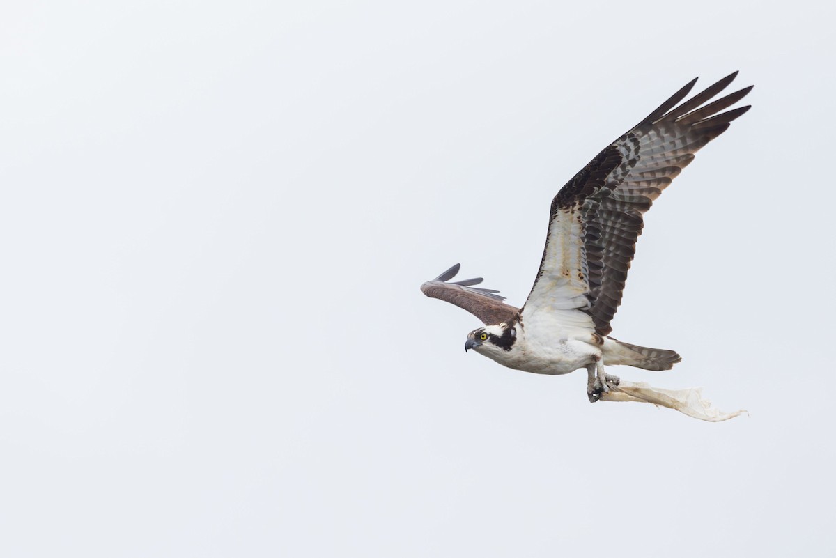 Osprey (carolinensis) - ML617844521