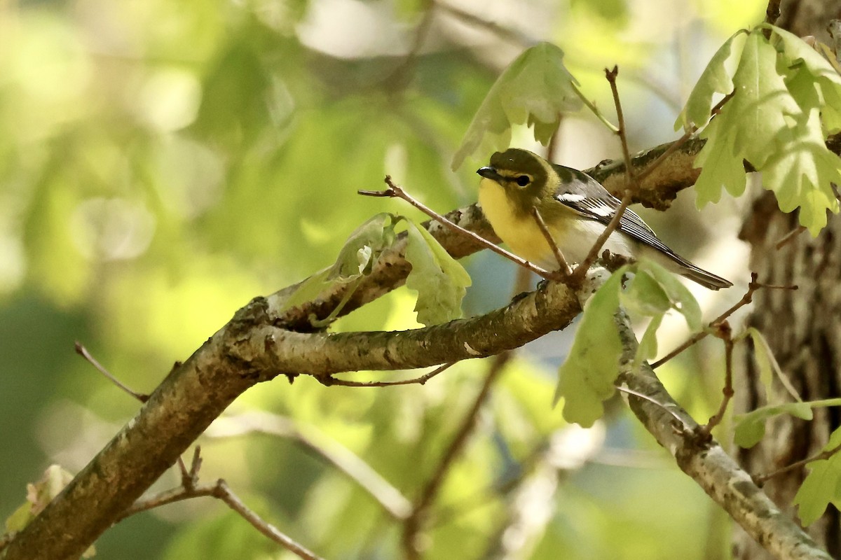 Viréo à gorge jaune - ML617844526