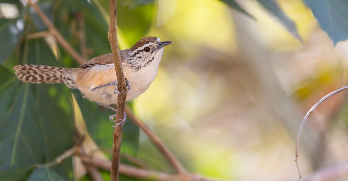 Happy Wren (Tres Marias Is.) - Luke Seitz