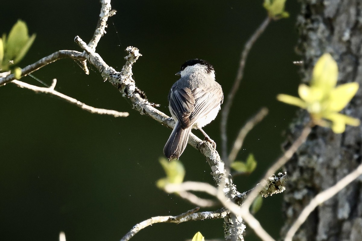 Mésange de Caroline - ML617844542