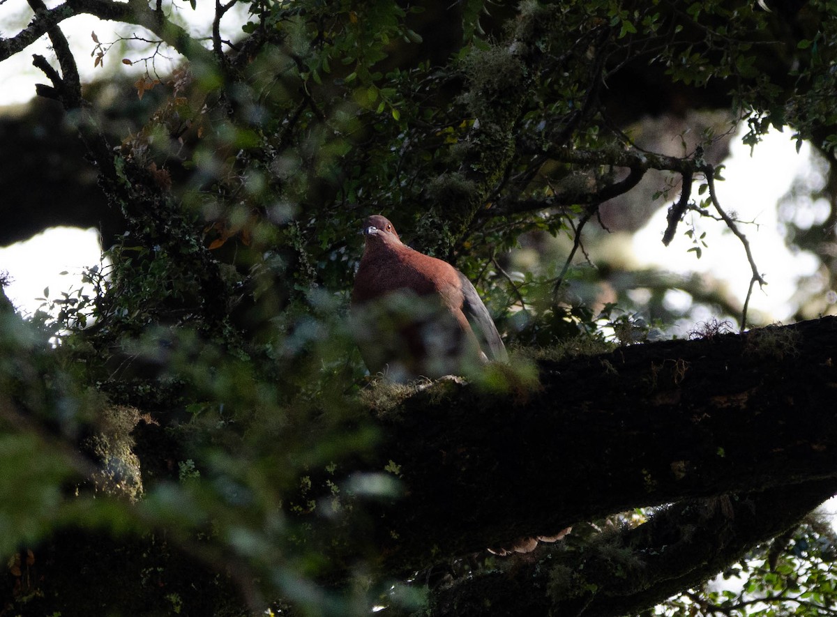 Pigeon du Chili - ML617844570