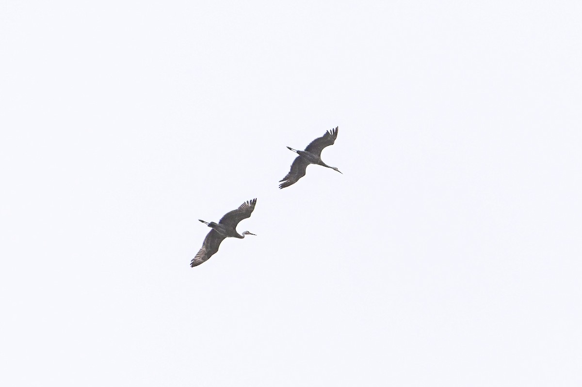 Sandhill Crane - ML617844606