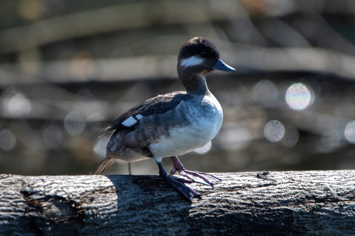 Bufflehead - Karen Hardy