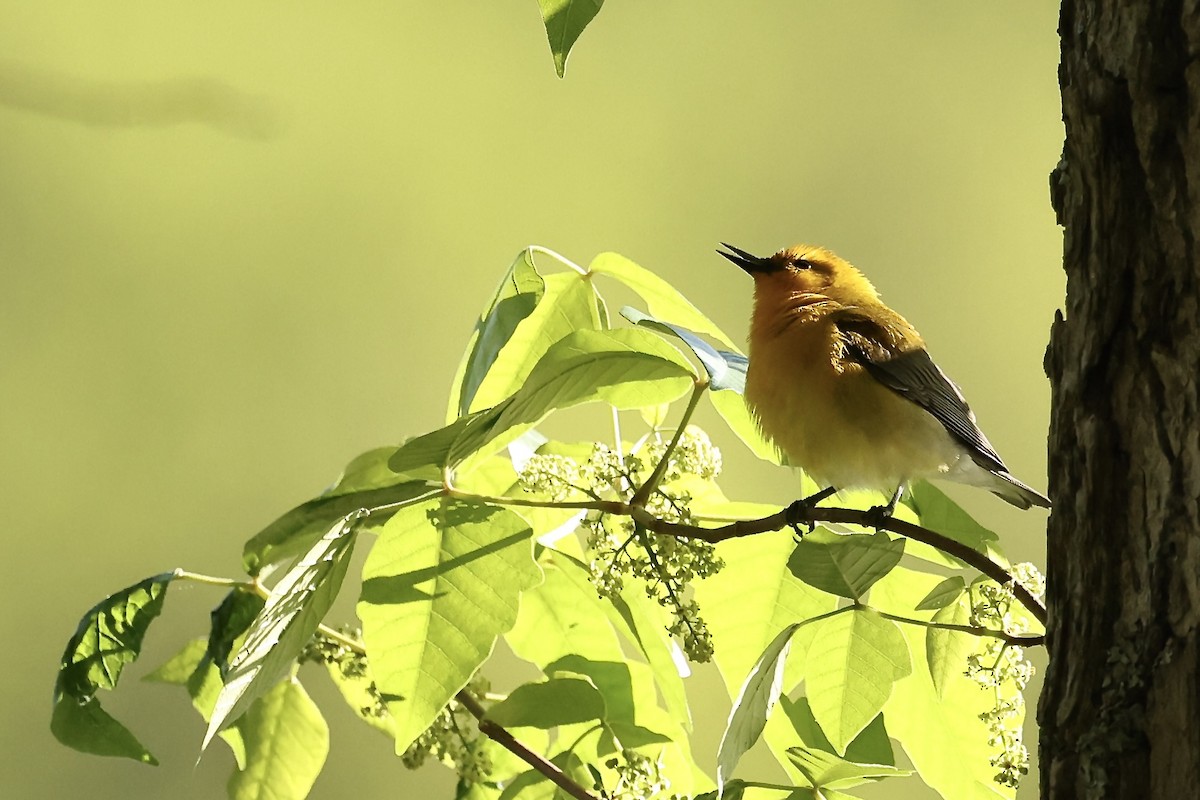 Prothonotary Warbler - ML617844652