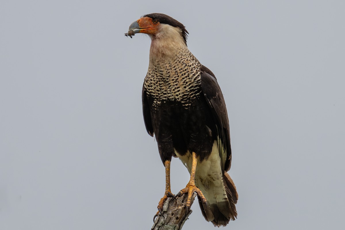 Crested Caracara - Angela Killough