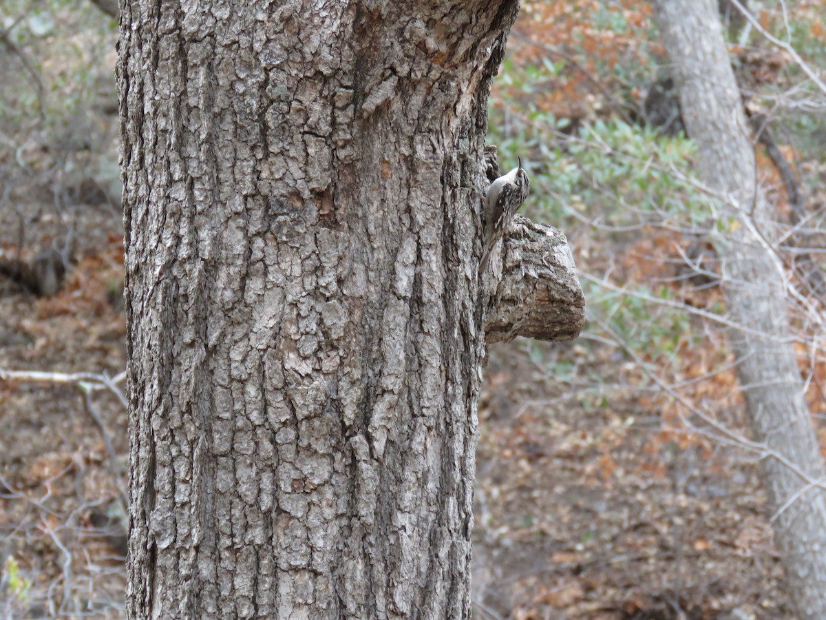 Brown Creeper - ML617844705