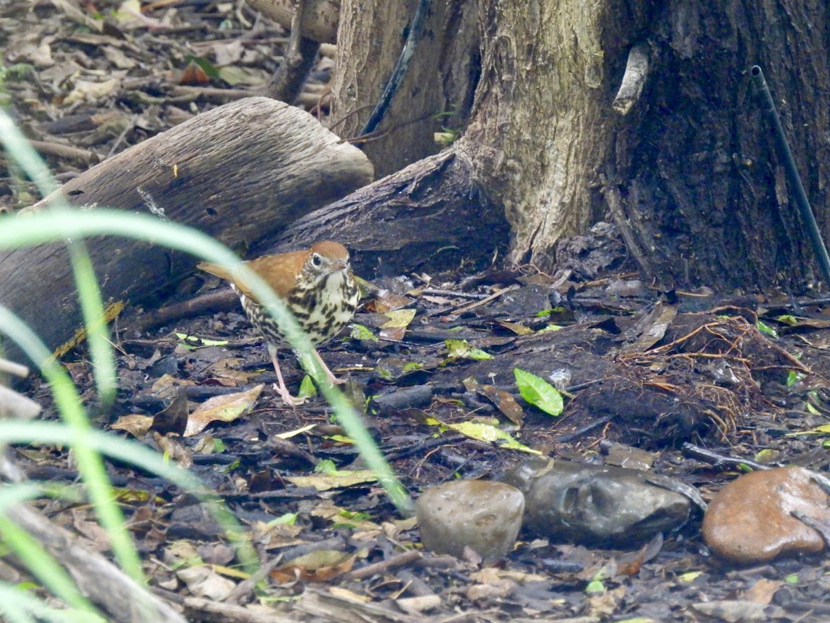 Wood Thrush - ML617844743