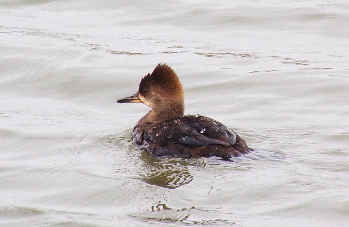 Hooded Merganser - ML617844754