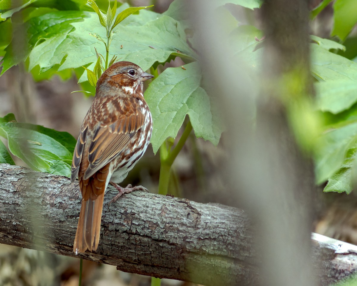 Fox Sparrow - ML617844768