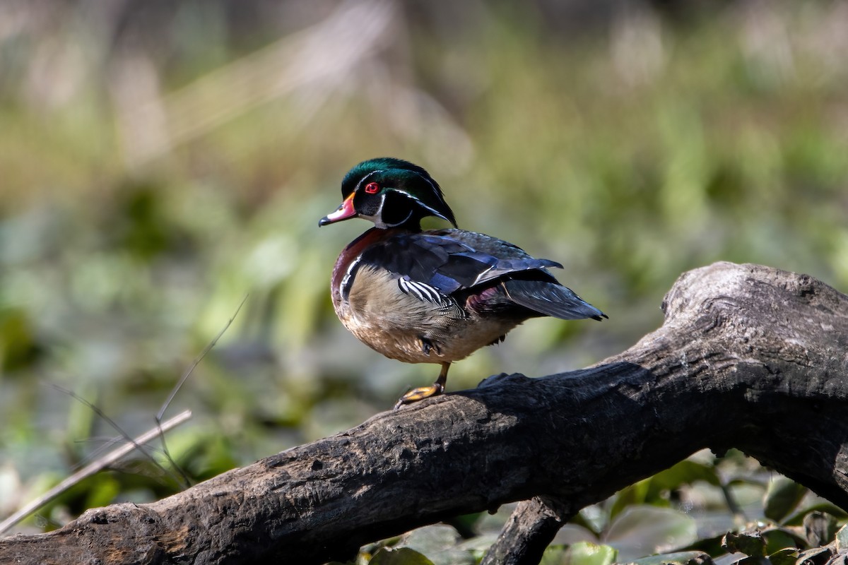 Wood Duck - ML617844784