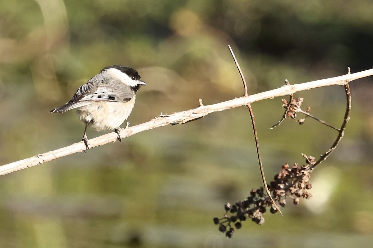 Carolina Chickadee - Karen Barlow