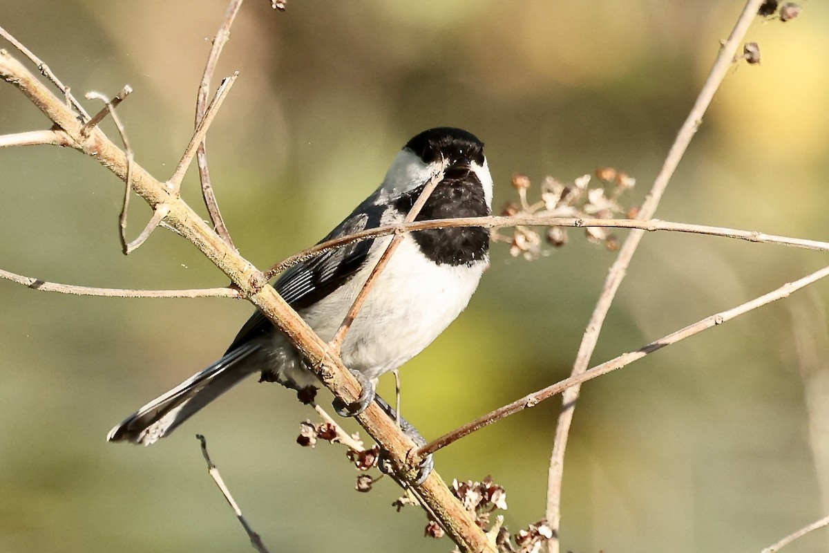 Carolina Chickadee - ML617844916