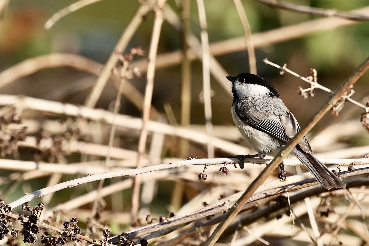 Carolina Chickadee - ML617844917