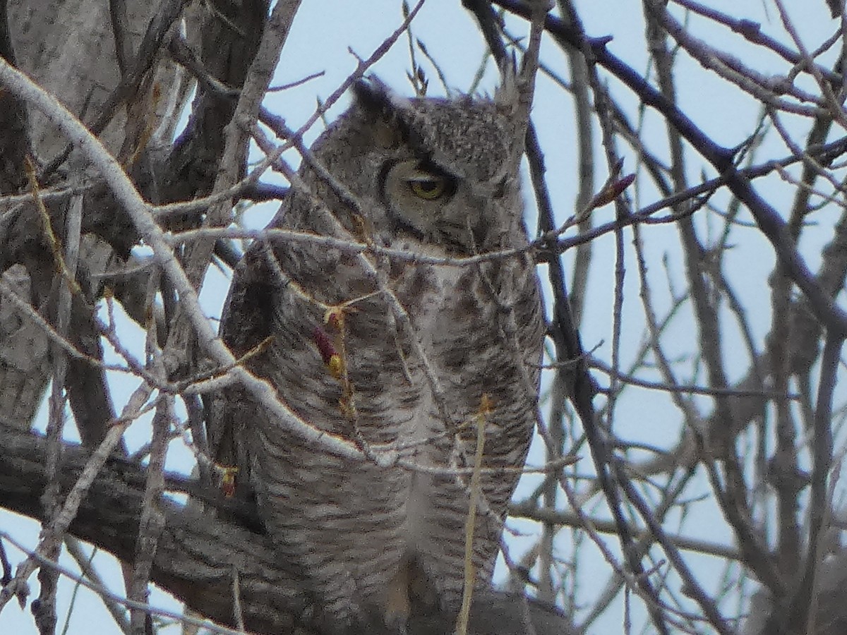 Great Horned Owl - ML617844931