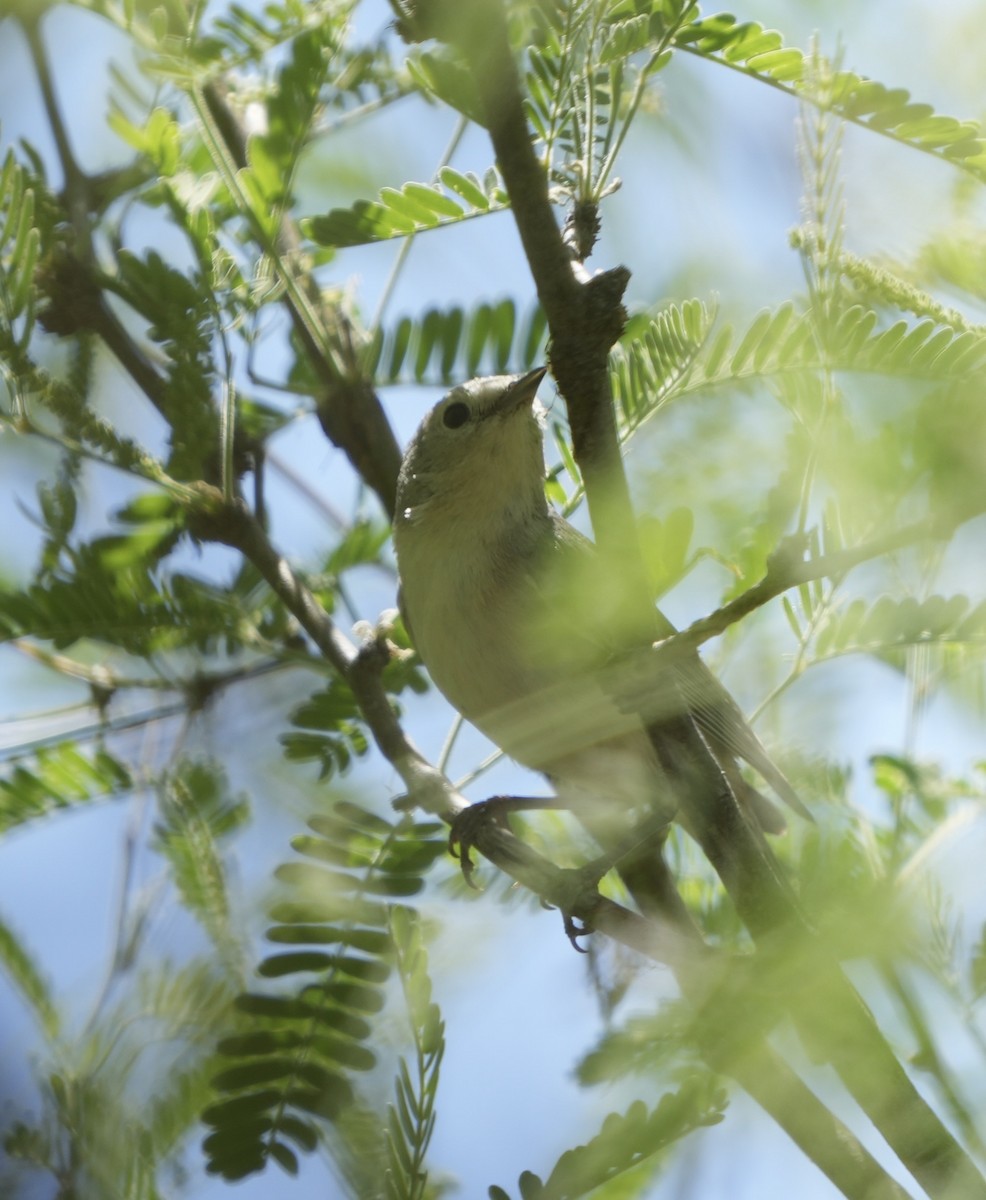 Bell's Vireo - ML617844960