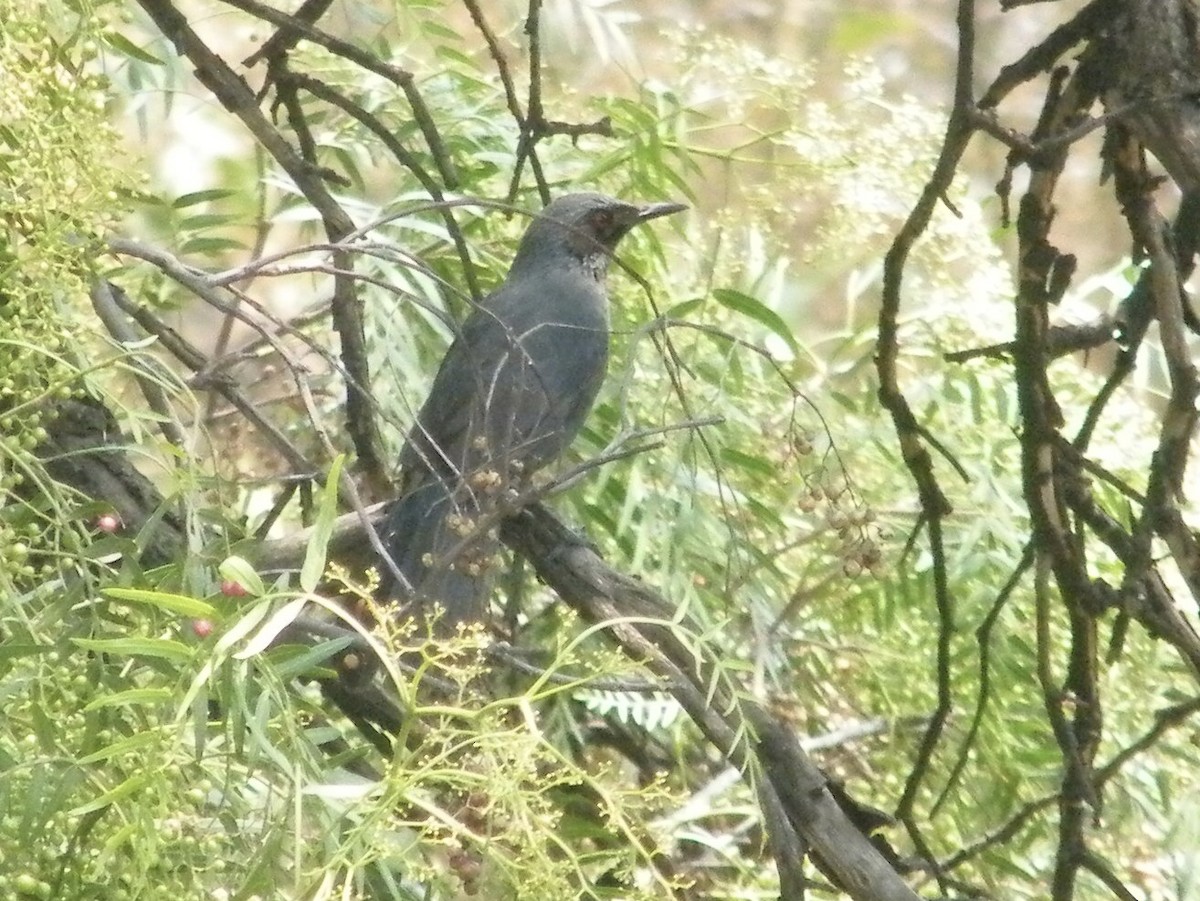 Mulato Azul - ML617844971