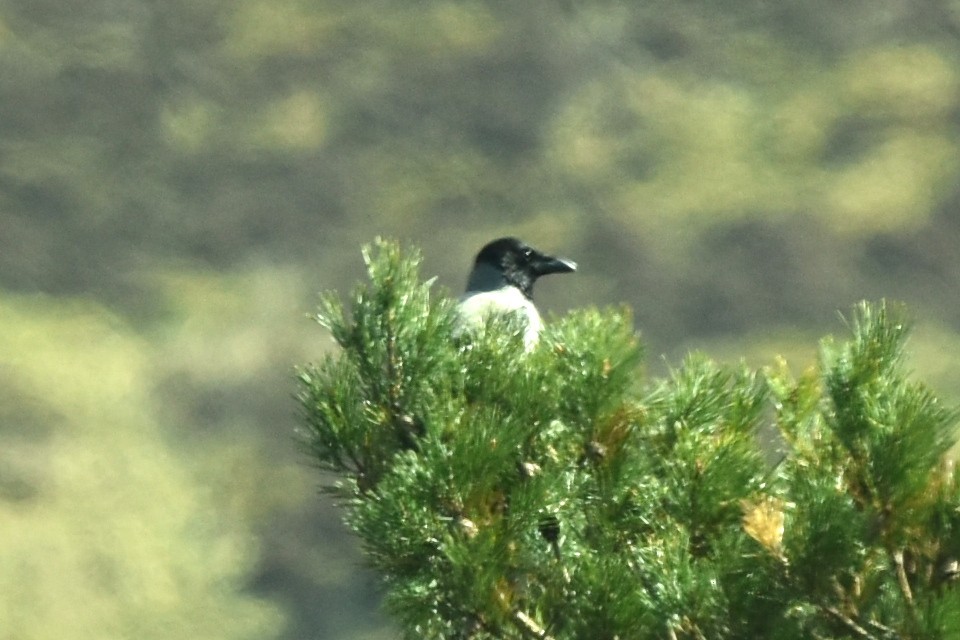 Eurasian Magpie - ML617844989