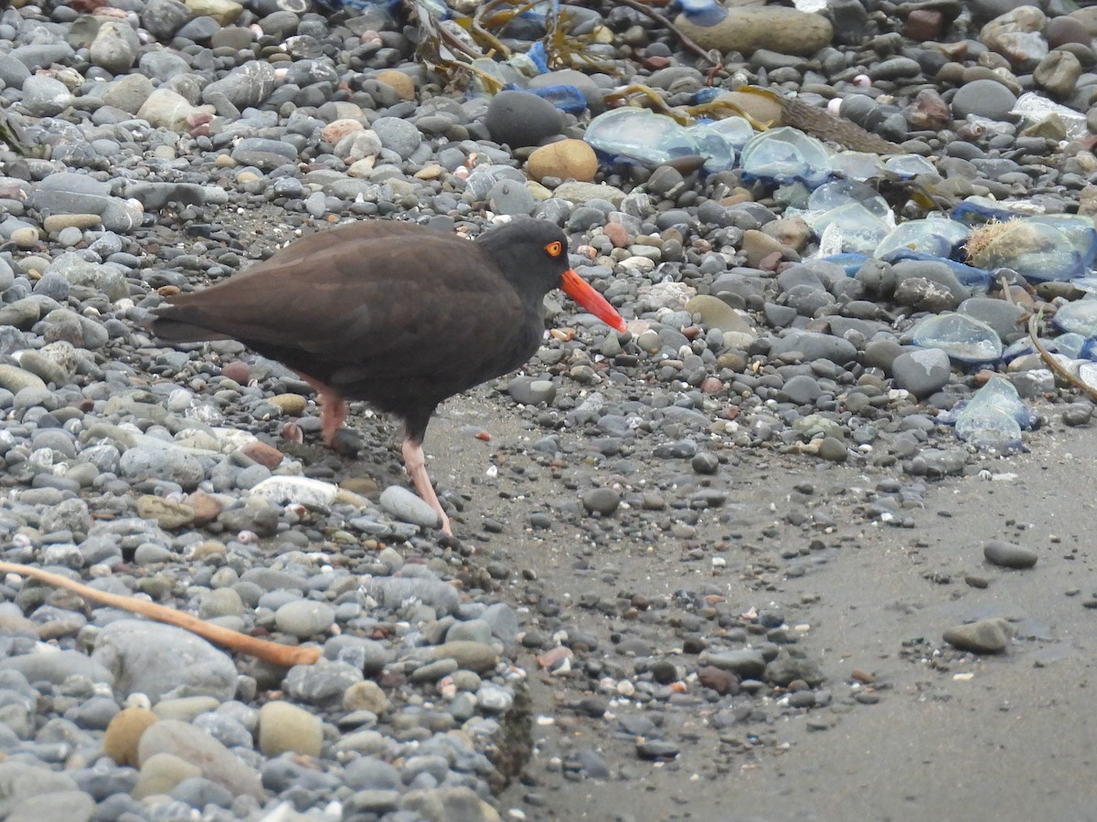 Black Oystercatcher - ML617844996