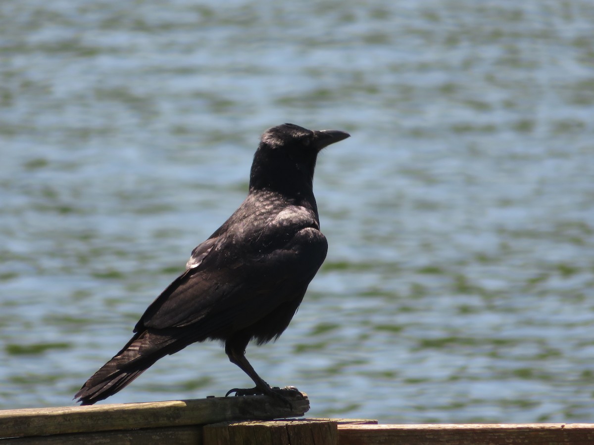 Fish Crow - Randy Schultz