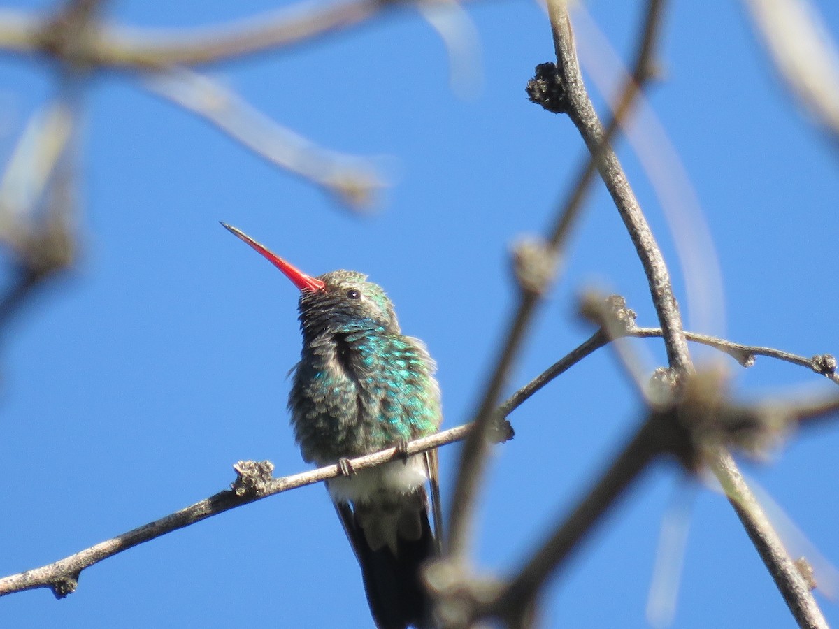 Colibrí Piquiancho Común - ML617845026