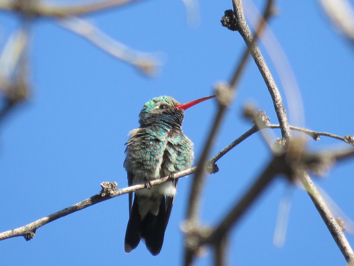 Colibrí Piquiancho Común - ML617845027