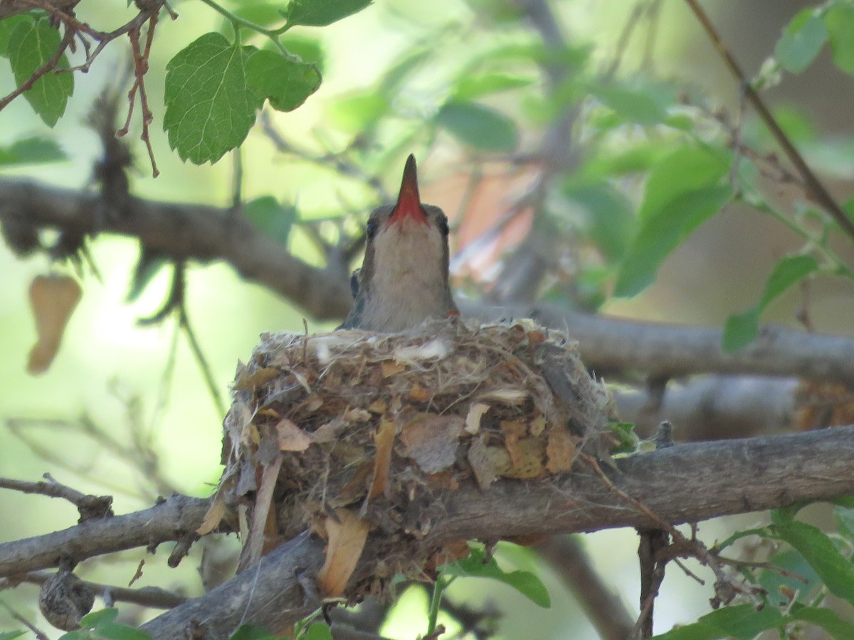 Broad-billed Hummingbird - ML617845028