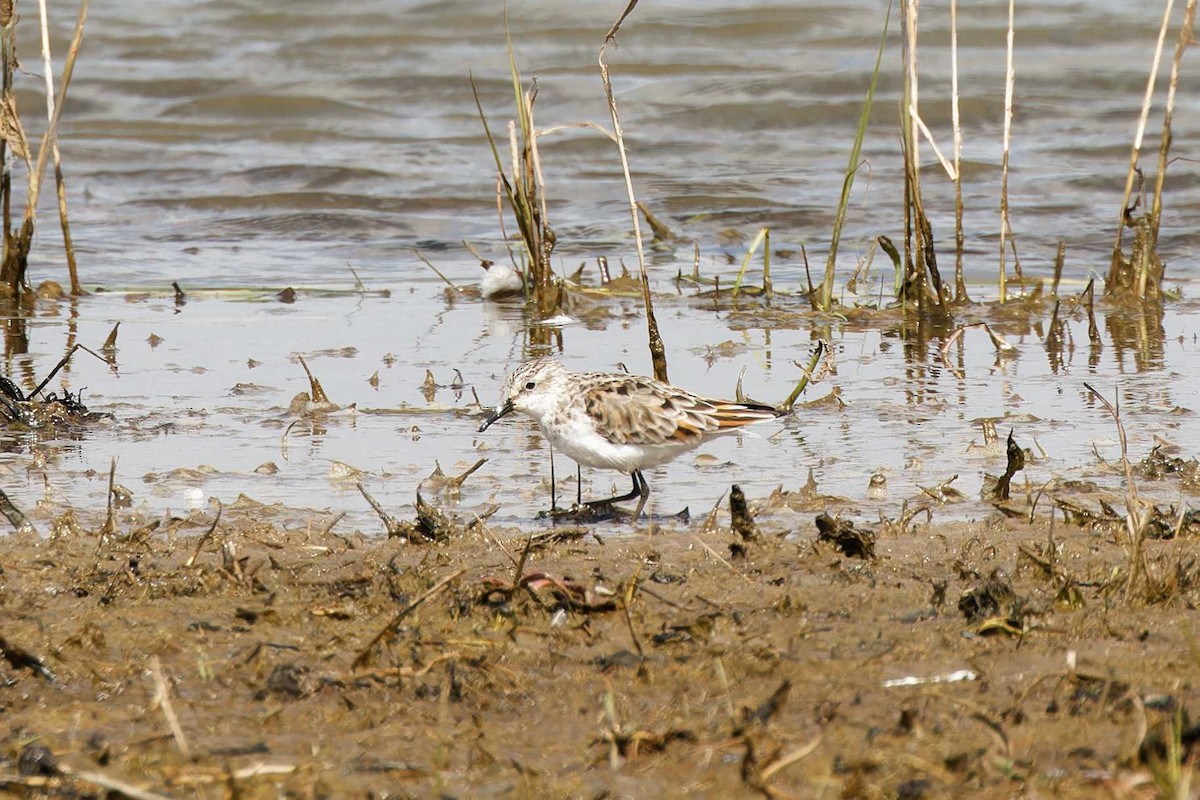 Little Stint - ML617845032