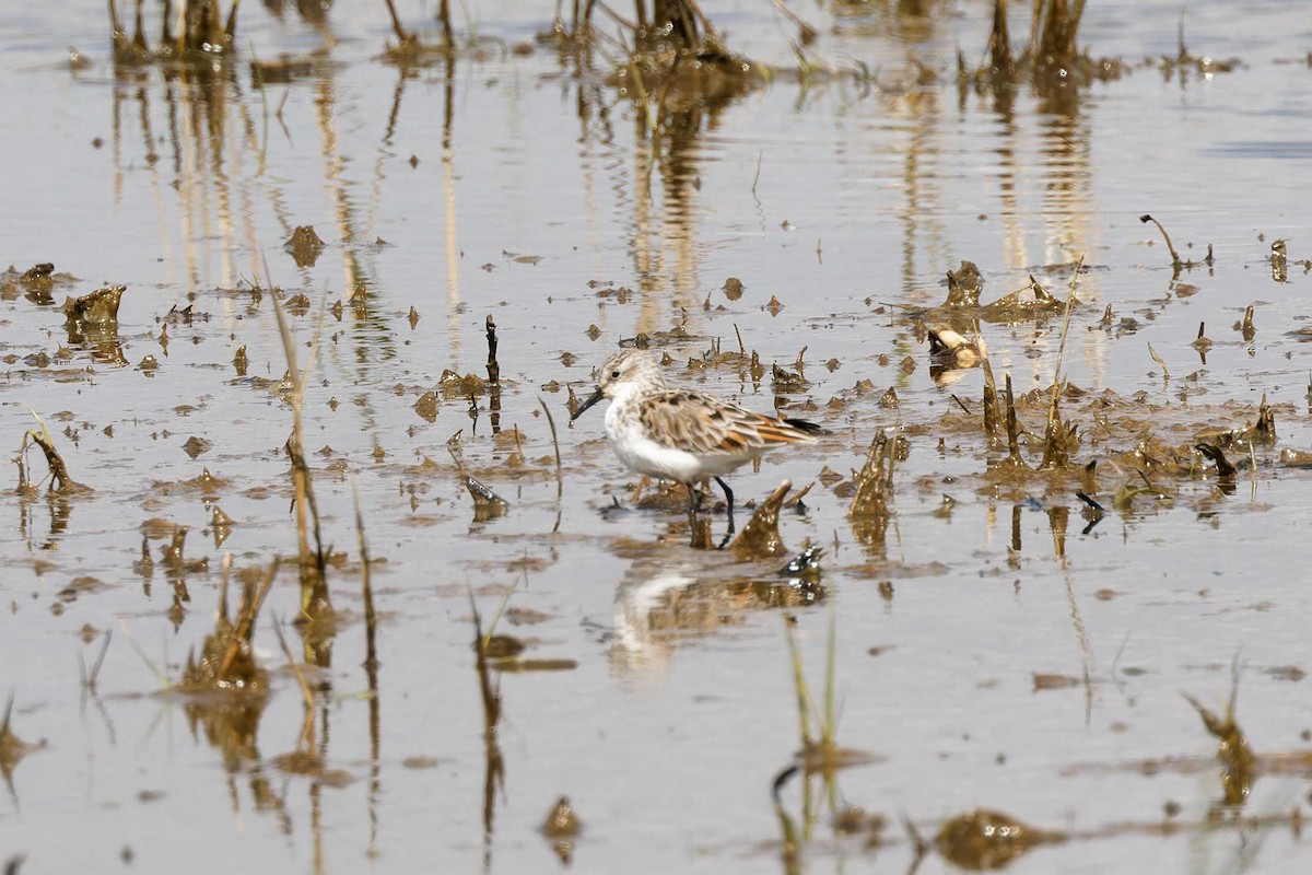 Little Stint - ML617845033