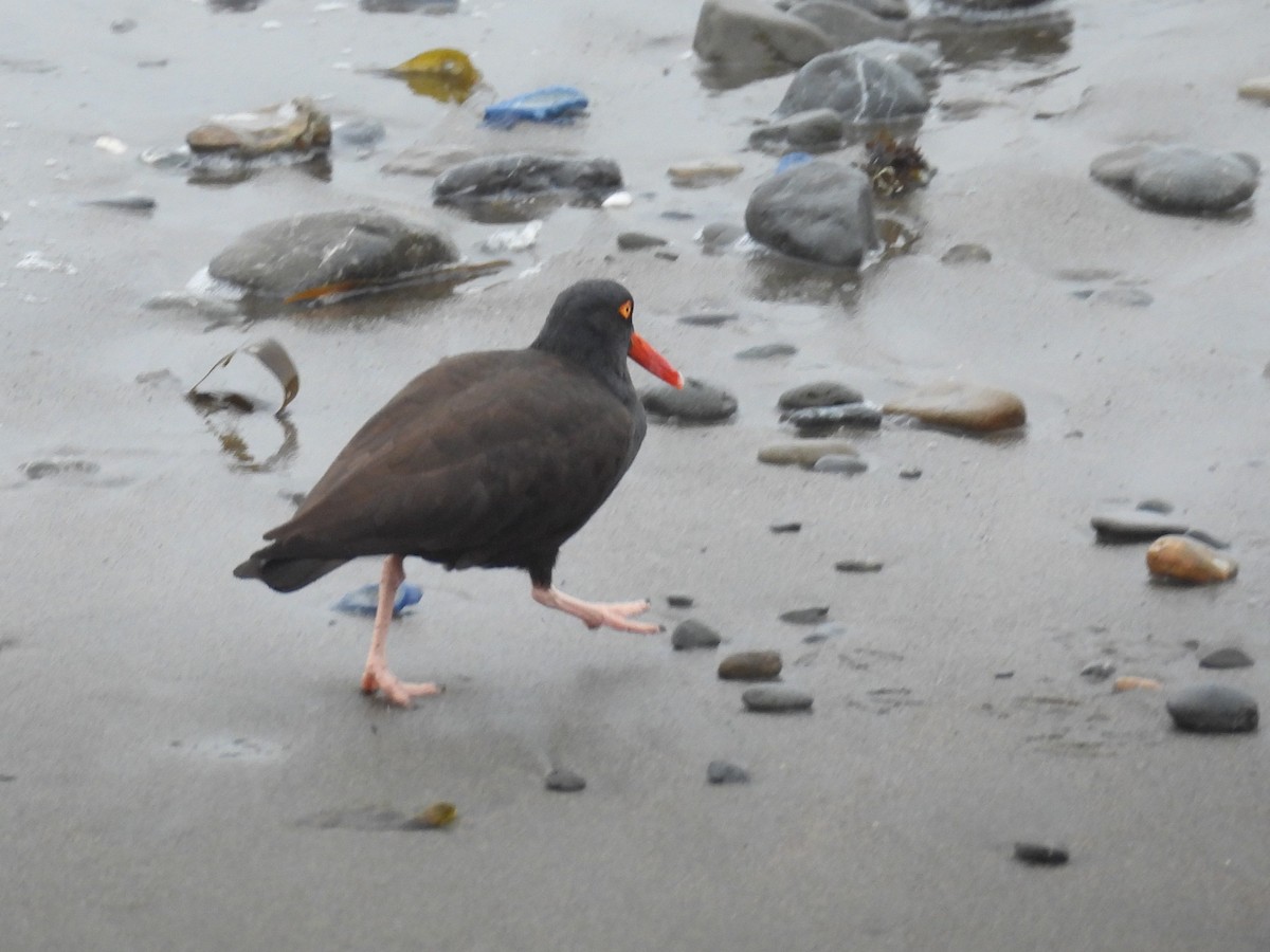 Black Oystercatcher - Jeanene Daniels