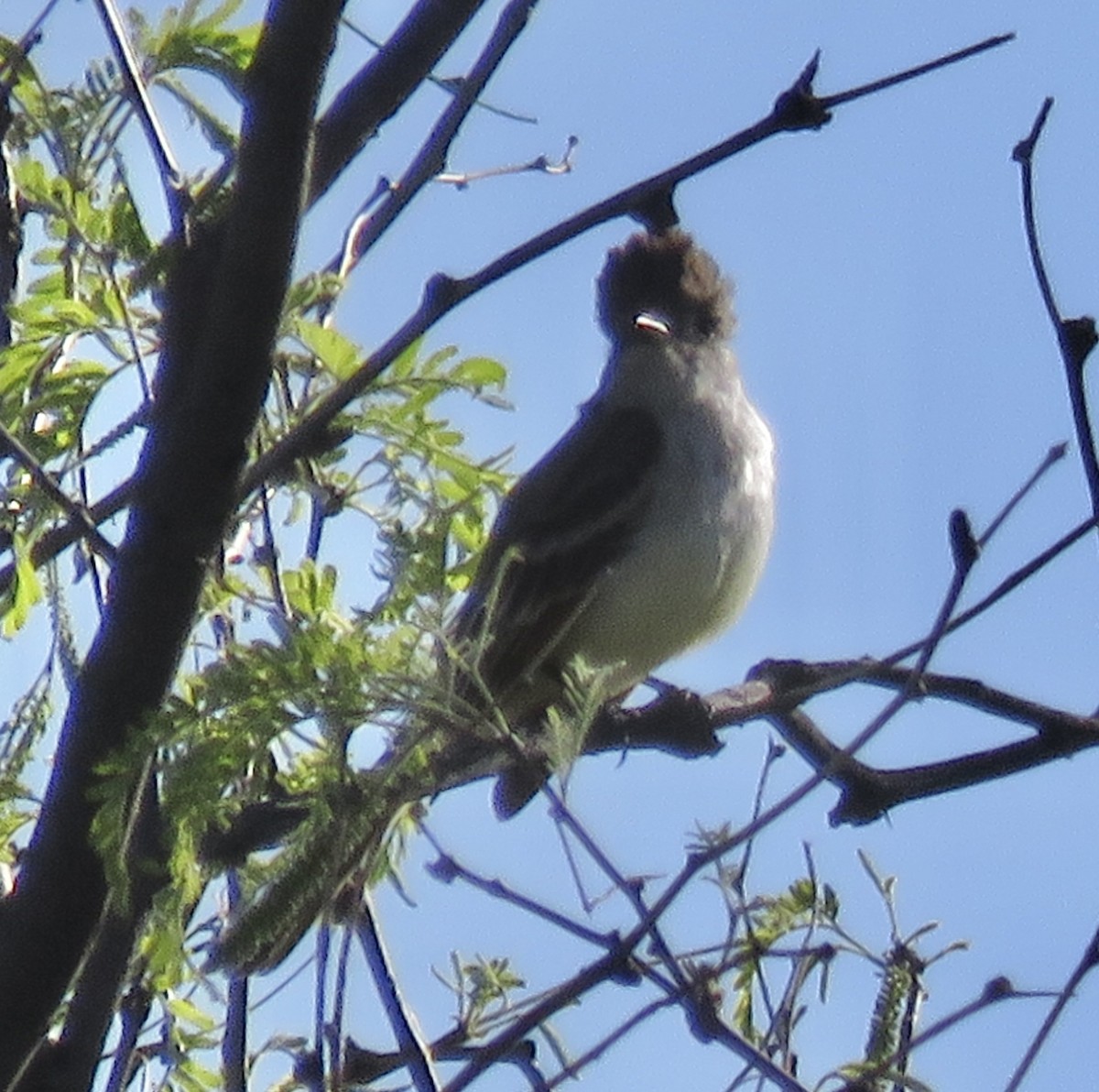 Ash-throated Flycatcher - ML617845054