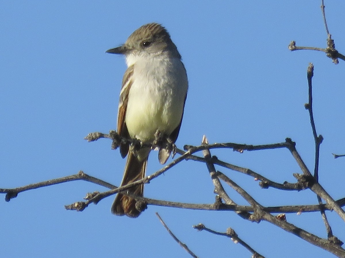 Ash-throated Flycatcher - ML617845055