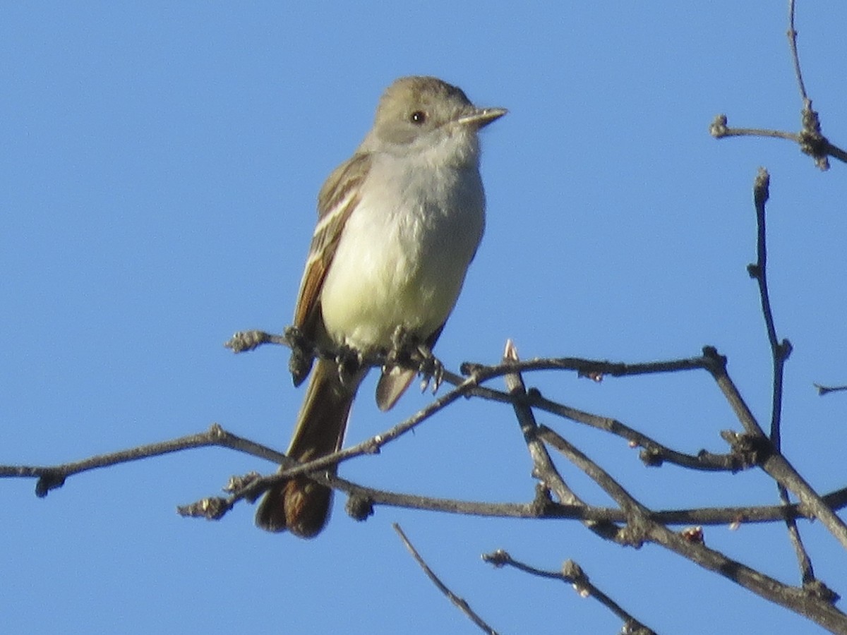 Ash-throated Flycatcher - ML617845056