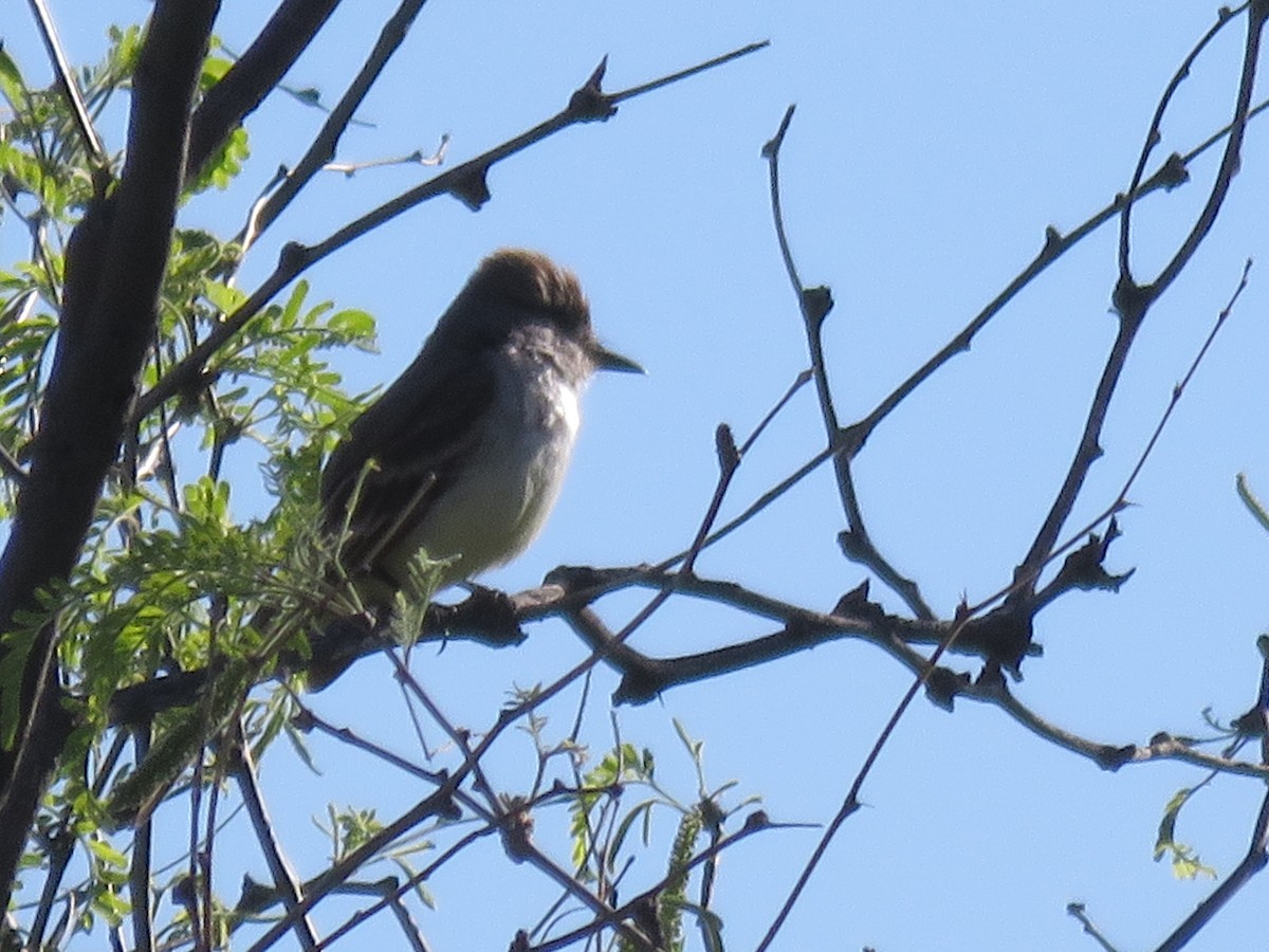 Ash-throated Flycatcher - ML617845057