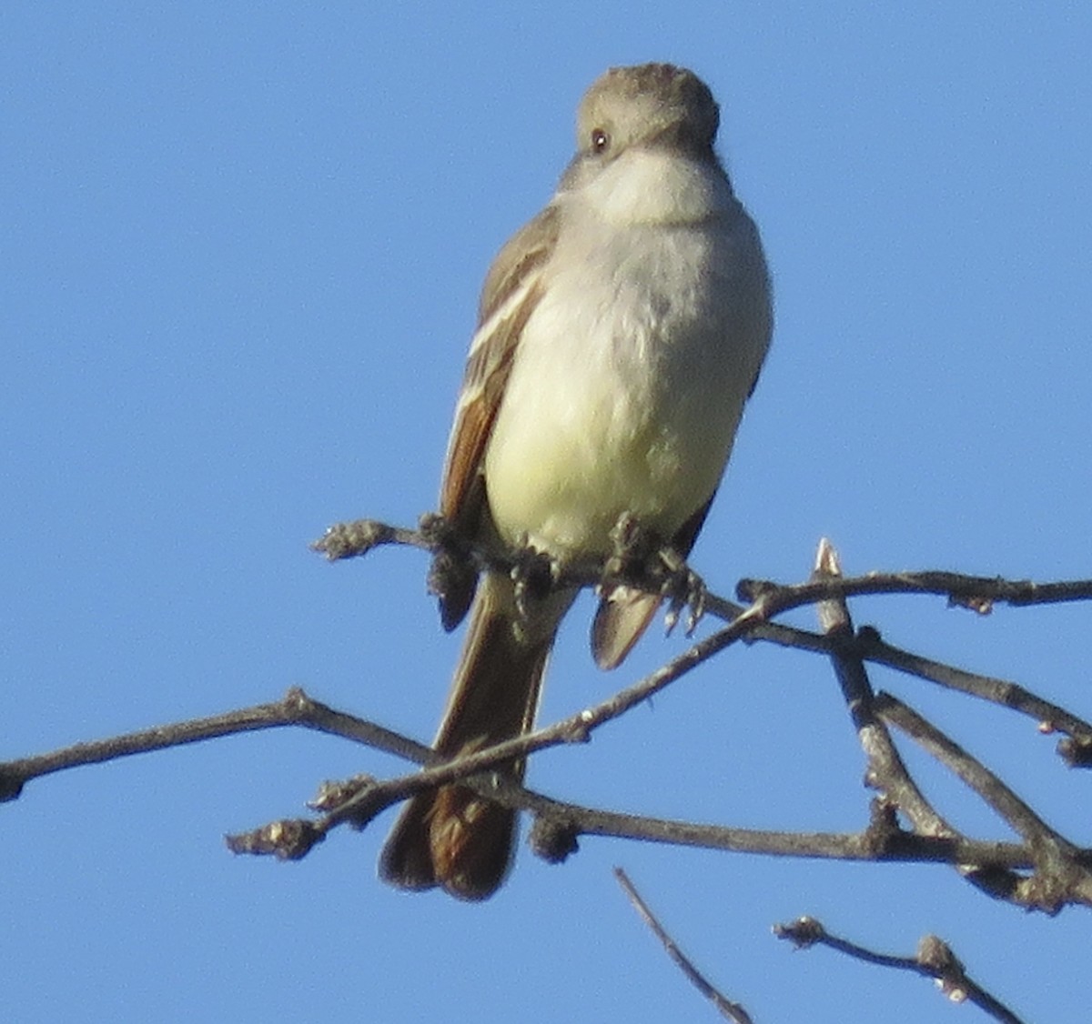 Ash-throated Flycatcher - ML617845058