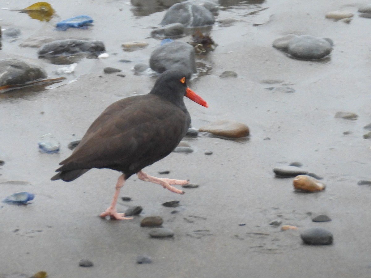 Black Oystercatcher - ML617845074