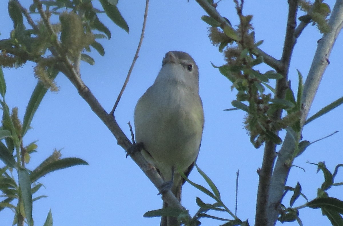 Bell's Vireo - Anonymous